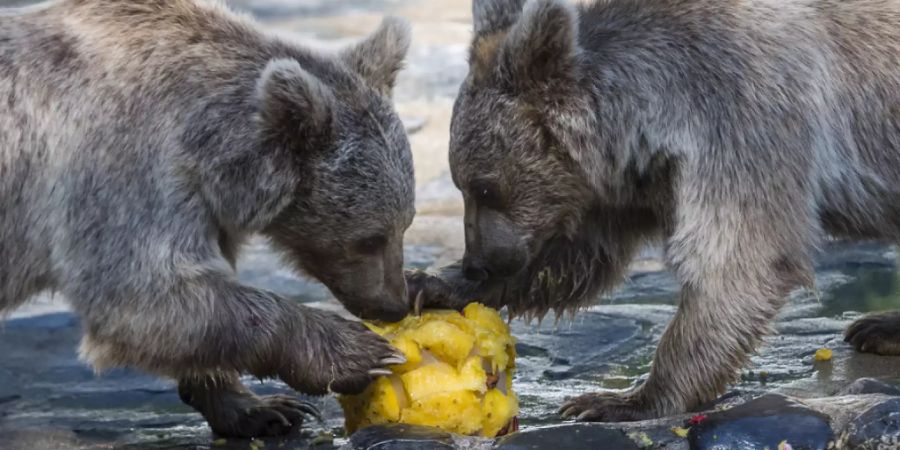 Zwei Jungbären teilen sich einen kühlen Ananas-Ball.