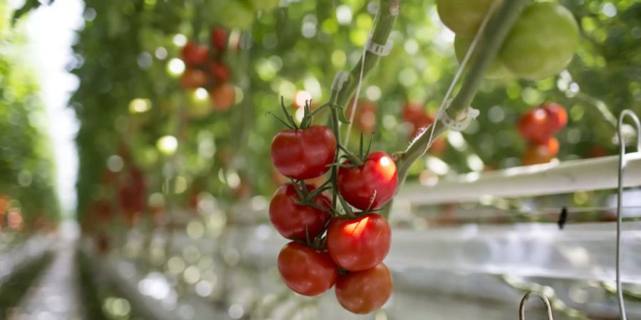 Kühlschrank Tomaten