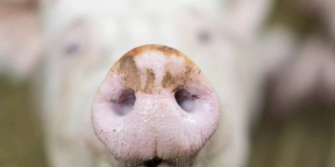 Schwein auf einem Biohof Schwein auf einem Biohof