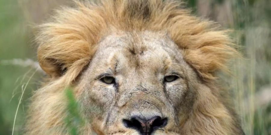 Ein Asiatischer Löwe im Londoner Zoo. Foto: Aaron Chown/PA Wire