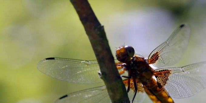 Die Menge und Vielfalt an Insekten haben in den letzten Jahrzehnten drastisch abgenommen. Gefordert sind jetzt jeder Einzelne und die Politik. (Symbolbild) Die Menge und Vielfalt an Insekten haben in den letzten Jahrzehnten drastisch abgenommen. Gefordert sind jetzt jeder Einzelne und die Politik. (Symbolbild)