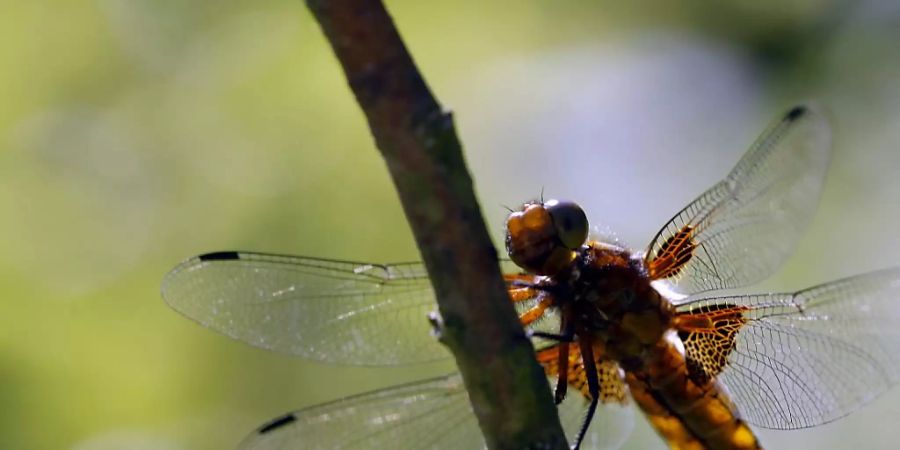 Die Menge und Vielfalt an Insekten haben in den letzten Jahrzehnten drastisch abgenommen. Gefordert sind jetzt jeder Einzelne und die Politik. (Symbolbild)