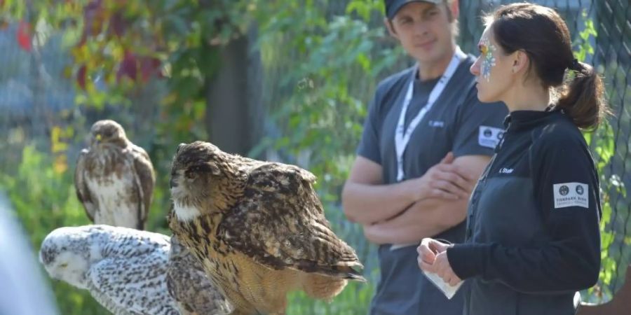 Eine Mitarbeiterin des Tierparks Dählhölzli präsentiert den Besuchern die Raubvögel des Parks.