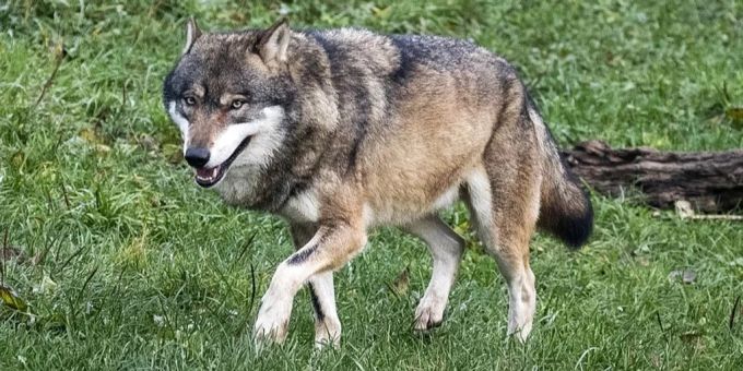 Bauern gewarnt - Einzelner Wolf im Zürcher Weinland gesichtet