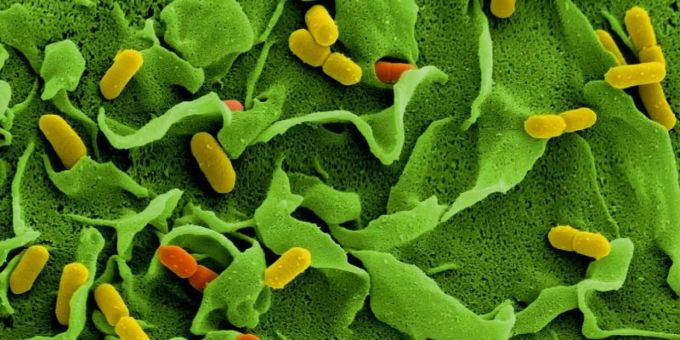 Für gesunde Erwachsene nicht bedrohlich, für Kinder und Menschen mit geschwächtem Immunsystem aber sehr gefährlich: Listerien unter dem Elektronenmikroskop. Foto: Manfred Rohde/Helmholtz-Zentrum für Infektionsforschung/dpa weichkäse rückruf listerien
