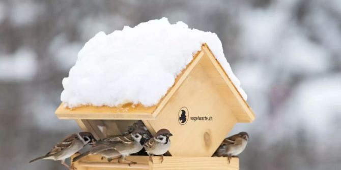 Vogelwarte im Winter