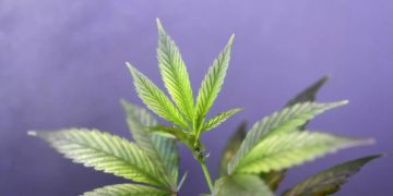 Cannabis als Rauschmittel