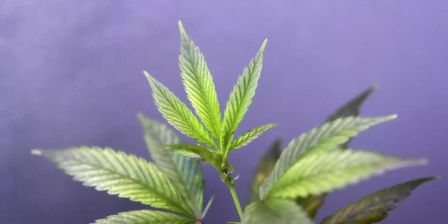 Cannabis als Rauschmittel