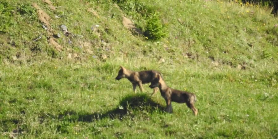 Zwei Jungwölfe in Graubünden wurden von der Wildhut geschossen. Zwei weitere Abschüsse sind vorgesehen. (Themenbild).