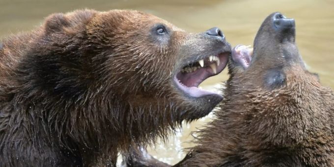 Echten Grizzlys begegnen die Teilnehmer erst ganz am Ende Echten Grizzlys begegnen die Teilnehmer erst ganz am Ende
