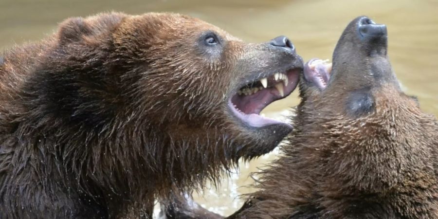 Echten Grizzlys begegnen die Teilnehmer erst ganz am Ende