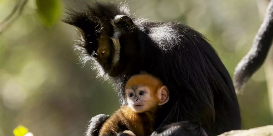 Tonkin-Schwarzlangur