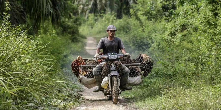 In vielen Ländern wie Indonesien musste Regenwald für Ölpalmen weichen. Forschende weisen auf eine umweltfreundlichere Alternative hin. (Archivbild)