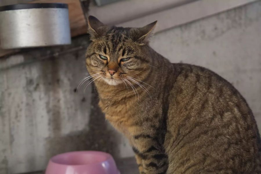 Dort oben wohnt auch Hauskatze Lise.