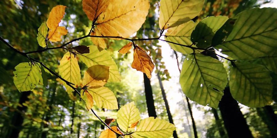 Die Herbstverfärbung der Blätter beginnt langsam. (Archivbild)