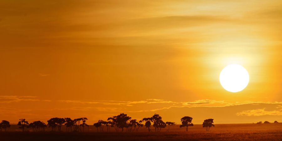 Afrikanische Steppe bei Sonnenuntergang