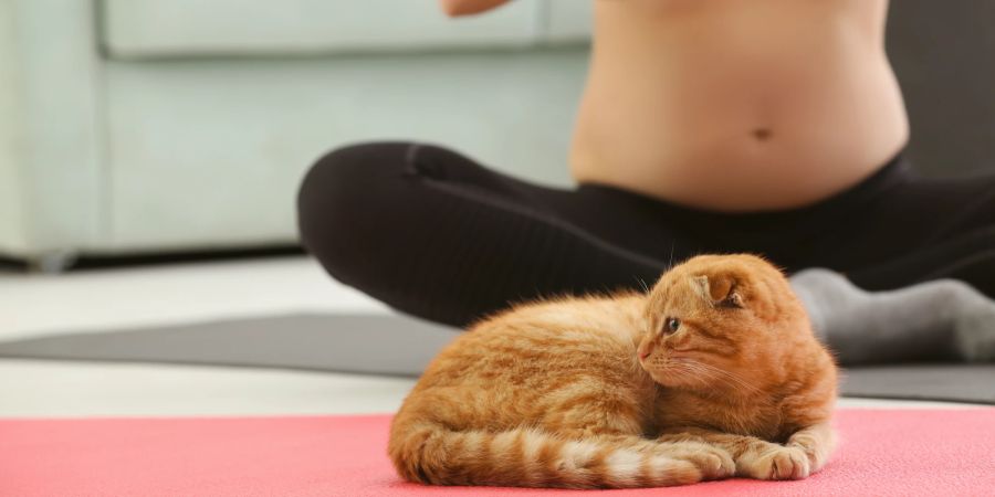 Katze, Frau beim Yoga mit Katze