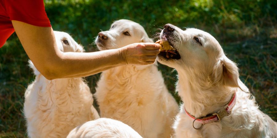 Hunde werden gefüttert