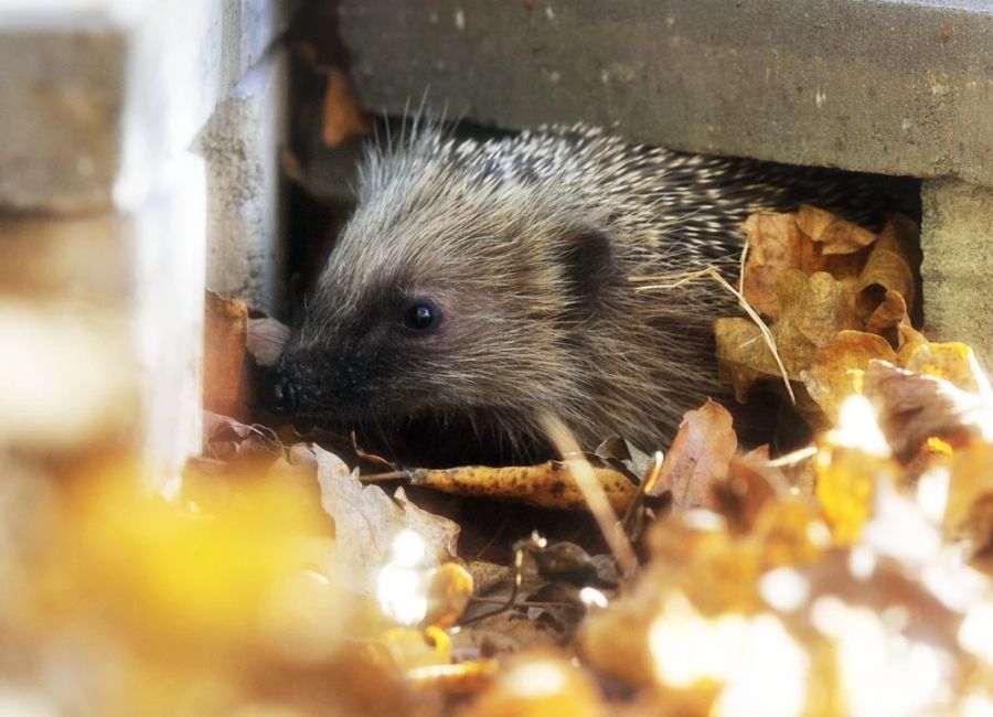 Gerade in sehr sauberen Gärten finden die Tiere nämlich zu wenig Würmer und Insekten zum Fressen.