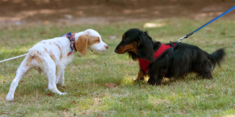 Hunde beschnuppern sich