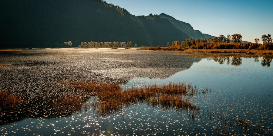 Die Behörde hält die Bevölkerung an, möglichst im Haus zu bleiben, solange der Bär sich noch auf freiem Fuss befindet. (Symbolbild)