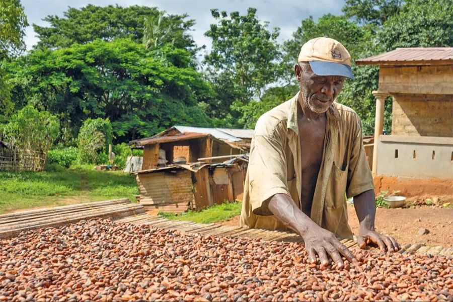 Kakaobohnen Trocknungsprozess Mann Afrika