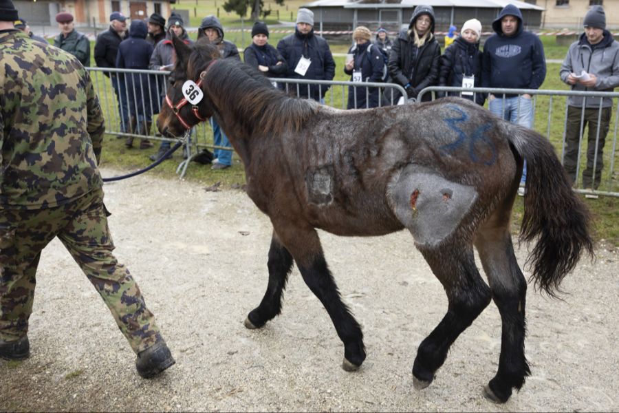 Der Schweizer Tierschutz kritisiert die Versteigerung.