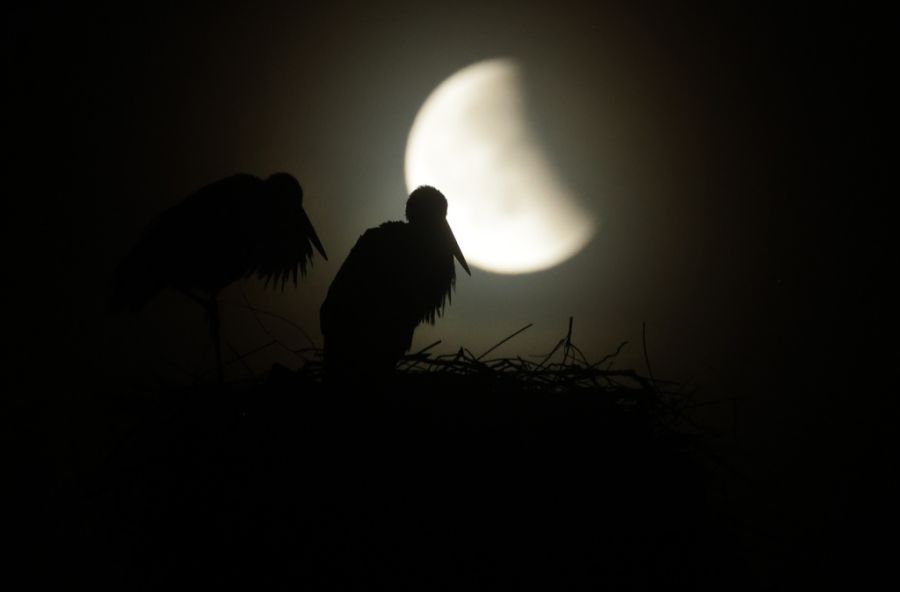 Mond
