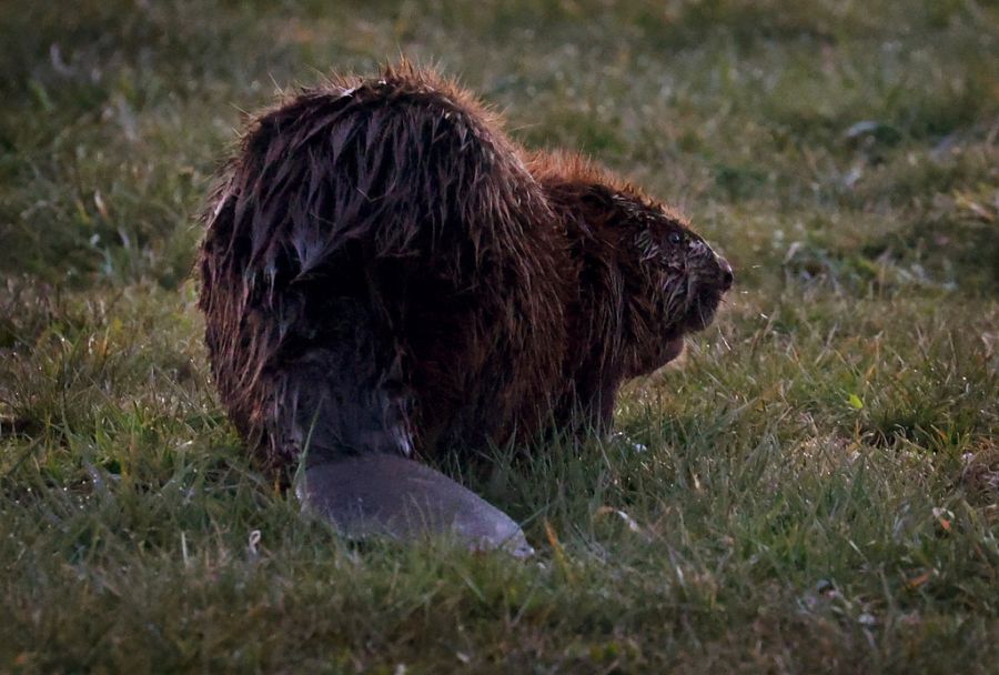Der Biber ist in der Schweiz eine geschützte Tierart.