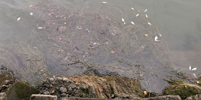 Fische