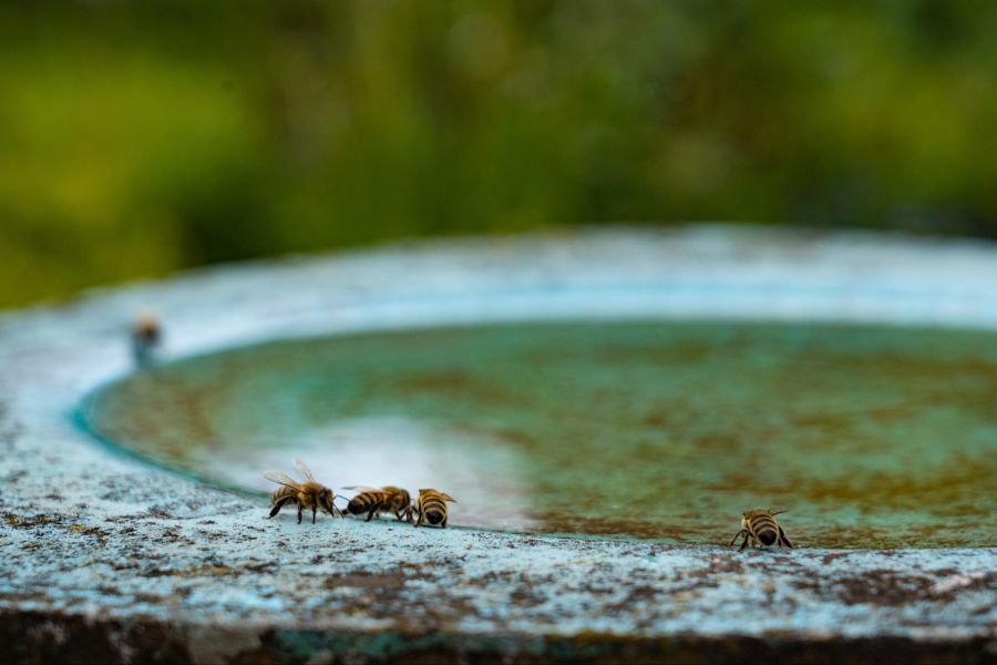 Wasser, Bienen, Wasserstelle