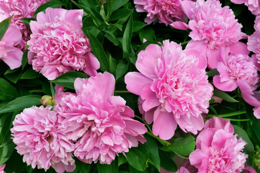 pinke pfingstrosen