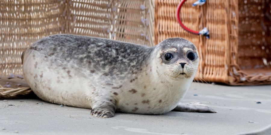 Nachdem die Transportkörbe auf Juist vorsichtig geöffnet und Richtung Wasser gekippt wurden, beschnuppern die Seehundjungen zunächst ihre neue Freiheit.