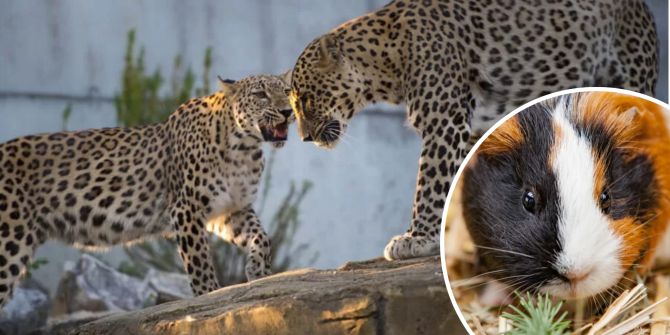 Tierpark Bern