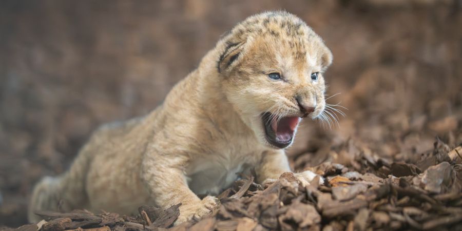 Löwenbaby