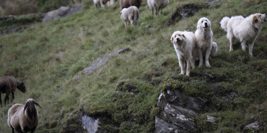 Mit Herdenschutzhunden können Schafe vor Wolfsrissen geschützt werden. Der Glarner Regierungsrat will die Ausbildung dieser Hunde unterstützen. (Archivbild)