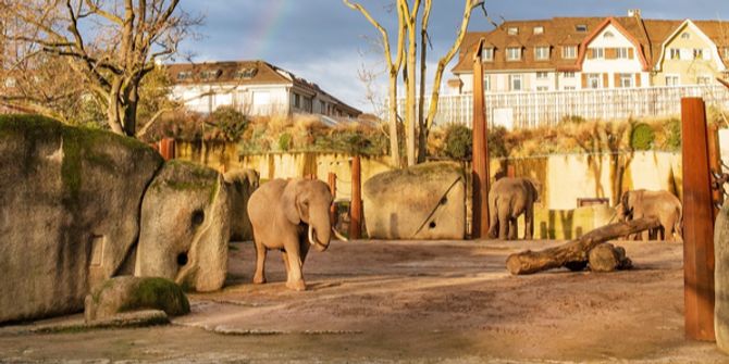 Zoo Basel Elefanten Herde