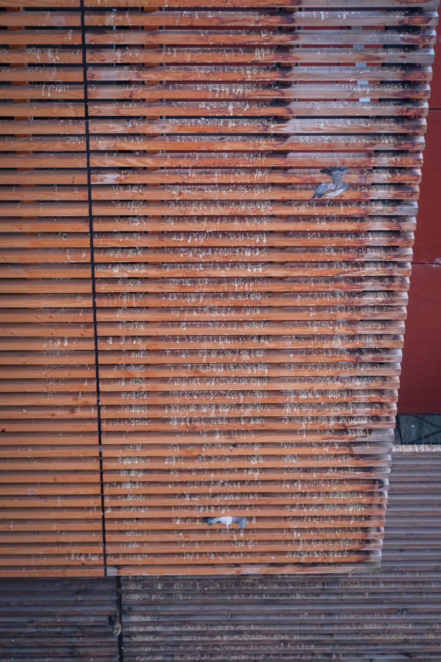 Der Verein Stadttauben geht davon aus, dass mindesten fünf Tauben gestorben sind.