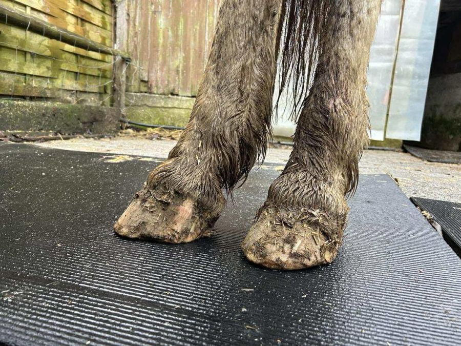 ... hatten ungepflegte Hufe ...