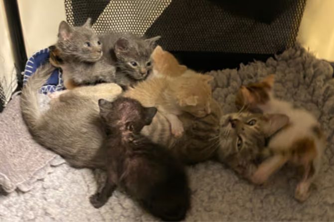Katzenbabys
