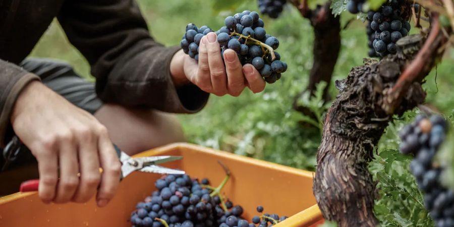 Symbolbild Swiss Wine Promotion