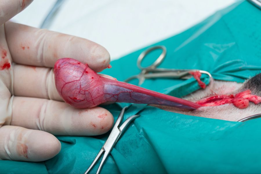Hoden Hand OP-Material Blut