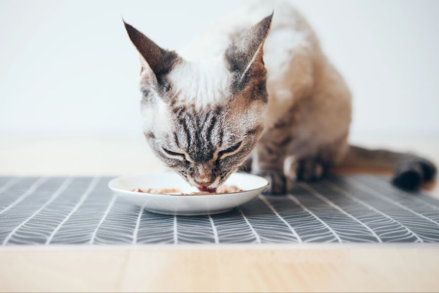 Katze frisst Futter aus einem Teller