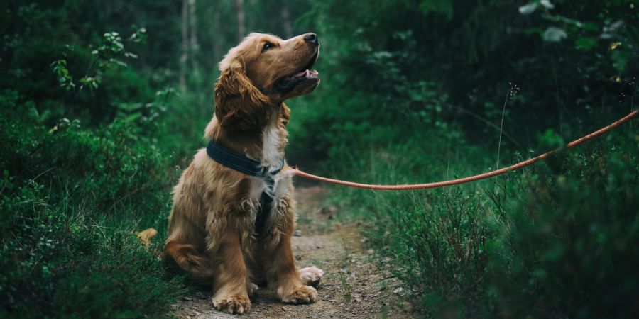 Hund im Wald an der Leine.