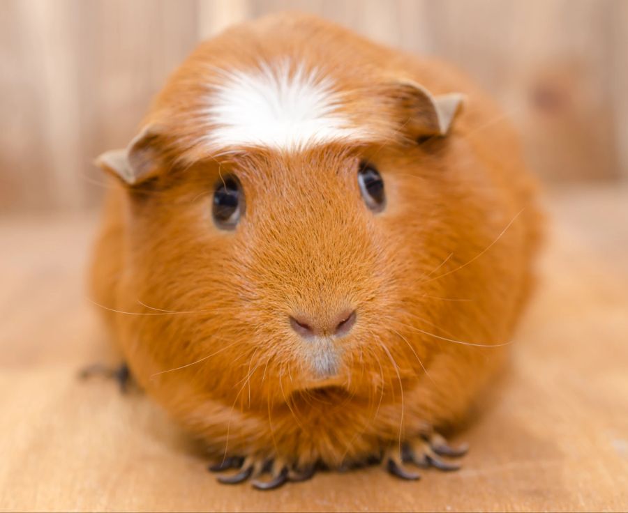 Der perfekte Gesichtsausdruck: Das American Crested Meerschweinchen überzeugt nicht nur mit seiner Frisur.