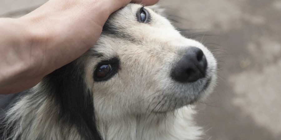 Hund wird am Kopf gestreichelt