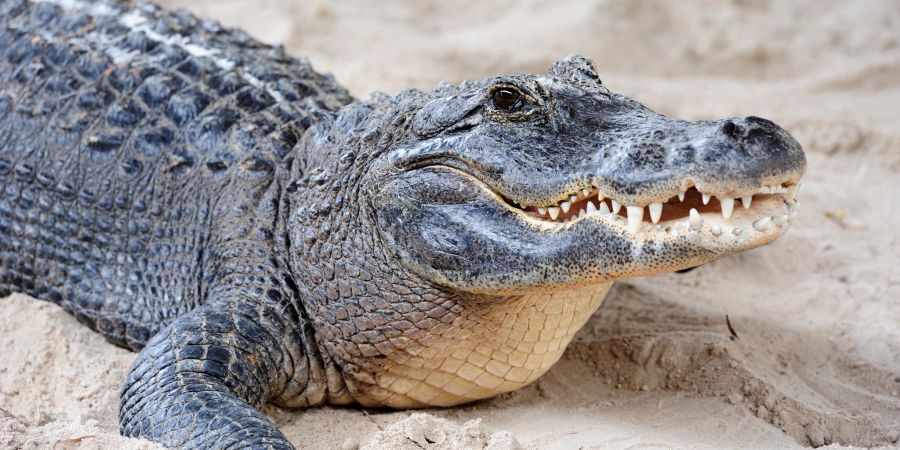 Krokodile können mit einem Biss einen Menschen zweiteilen.