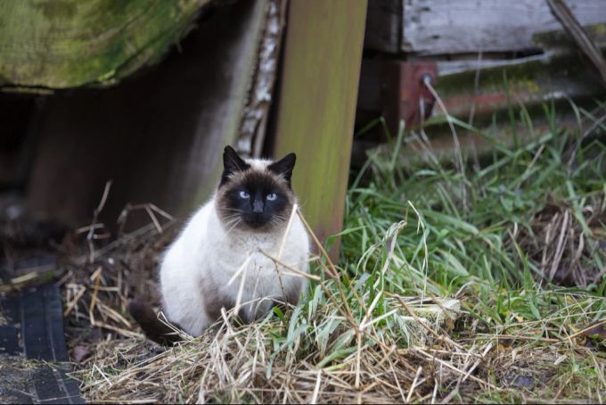 Katze