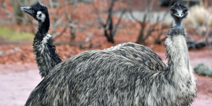 Diese beiden Emus leben im Zürcher Zoo. emu zürich zoo