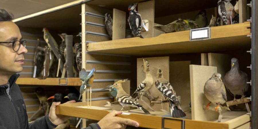 naturhistorisches museum basel